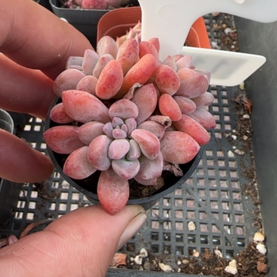 118木糖醇一物一拍多肉