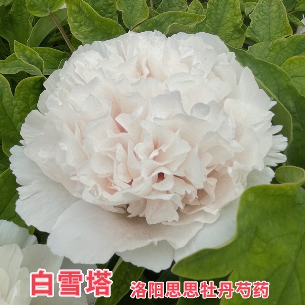 洛阳牡丹【白雪塔】白色系牡丹基地直发