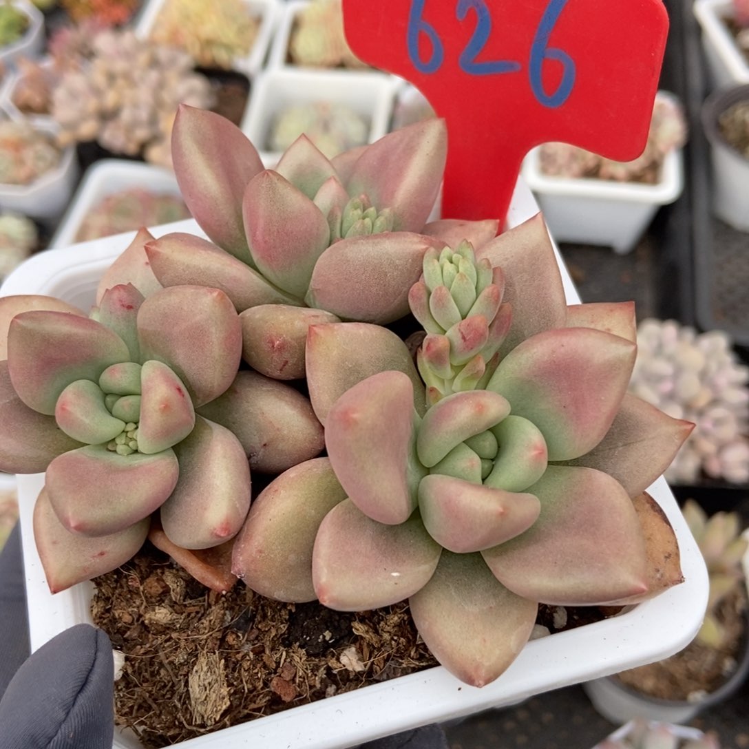 626桃花源多肉植物保护