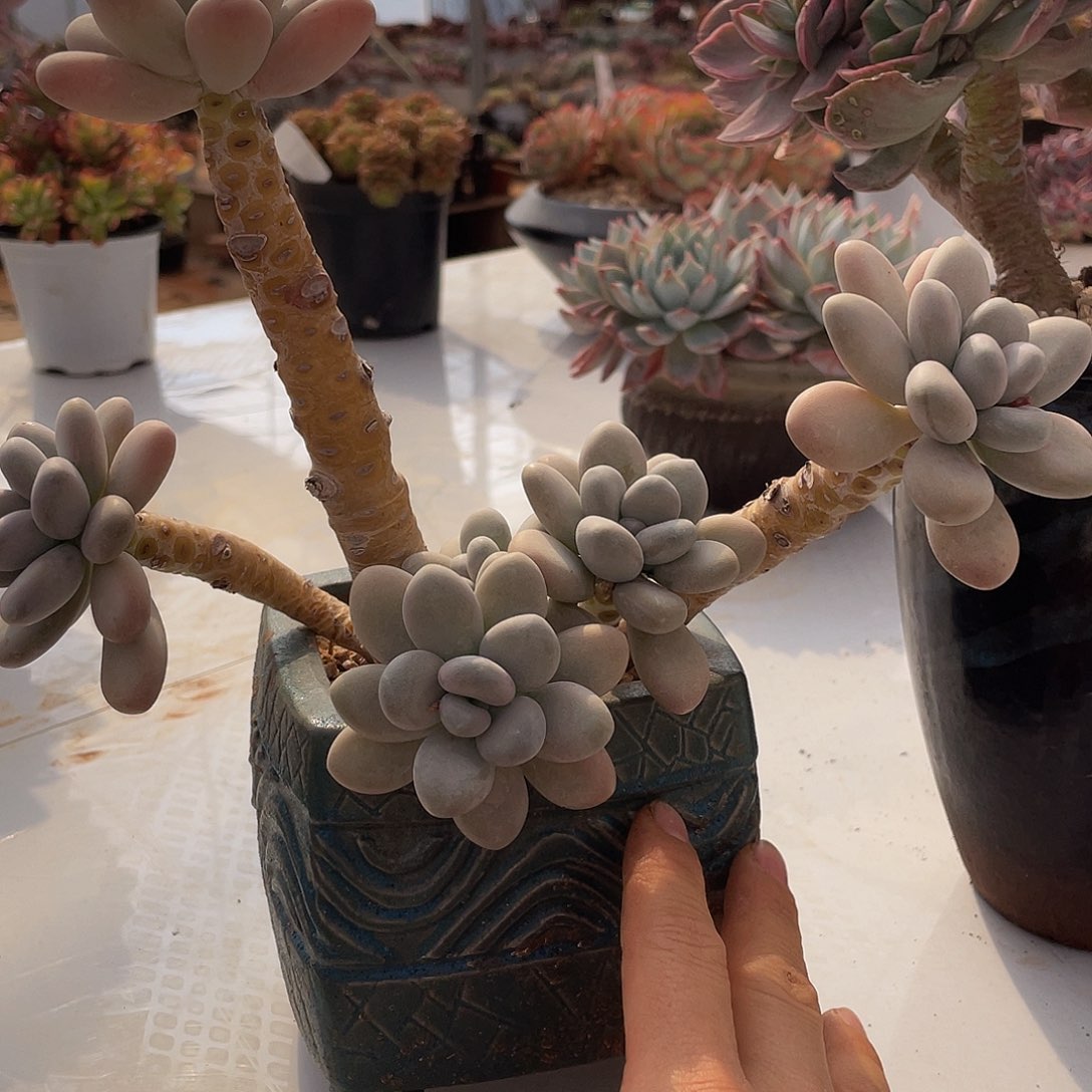 白美人多肉多肉多肉