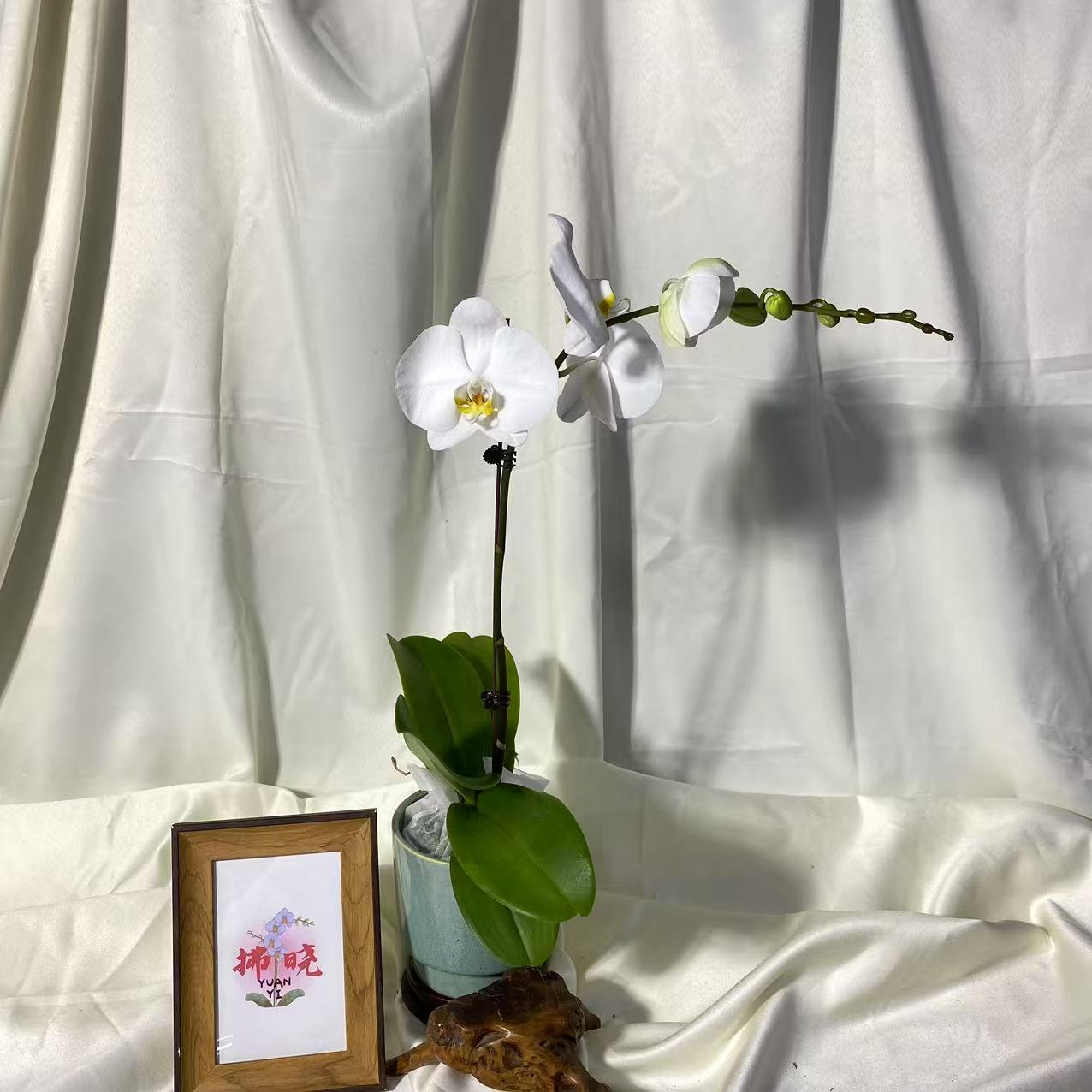 拂晓蝴蝶兰（蝴蝶兰温莎全花）开花珠发货