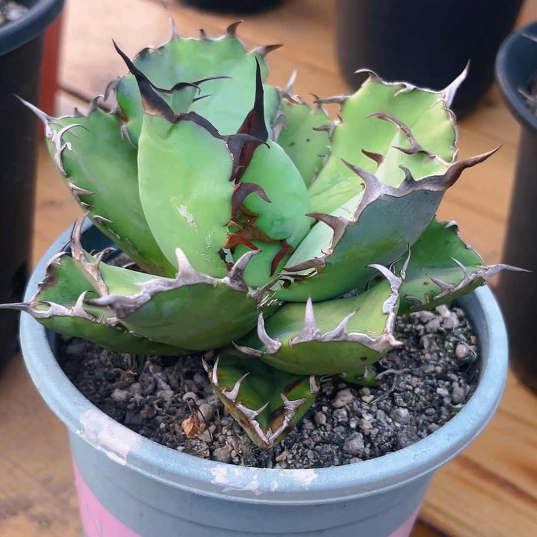 ?****?龙舌兰黑鲸漏一棵