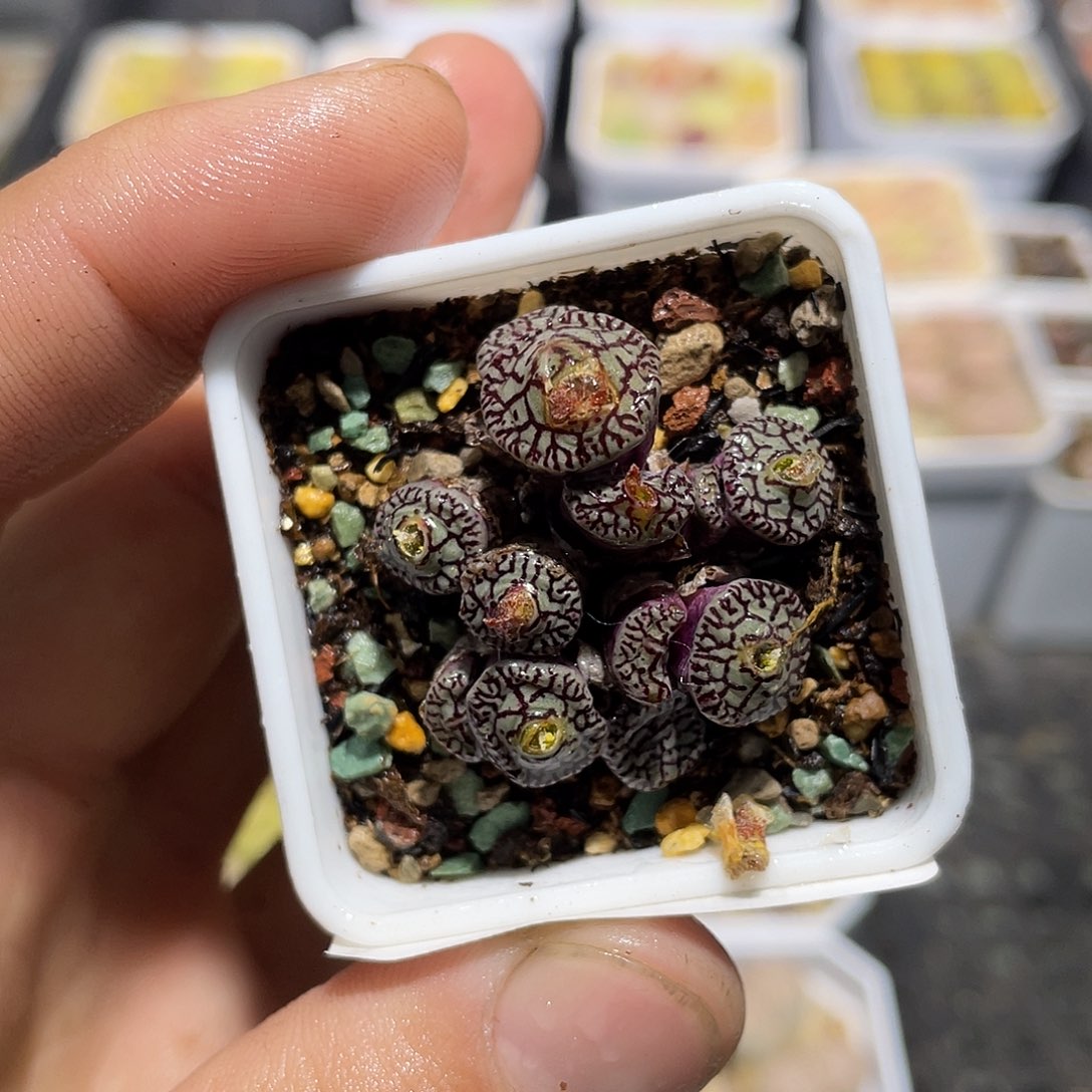 989当天凑满十八元包邮生石花