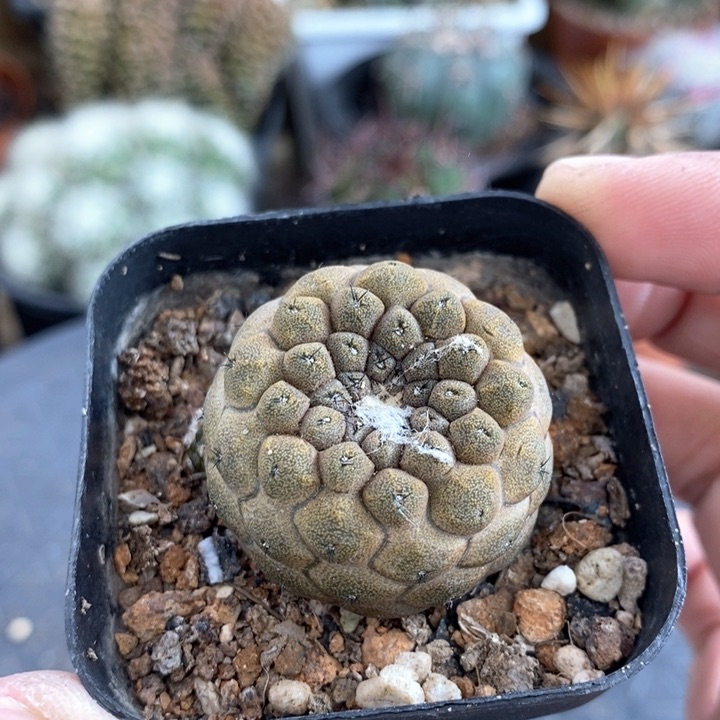 【闪购商品】尤仙人