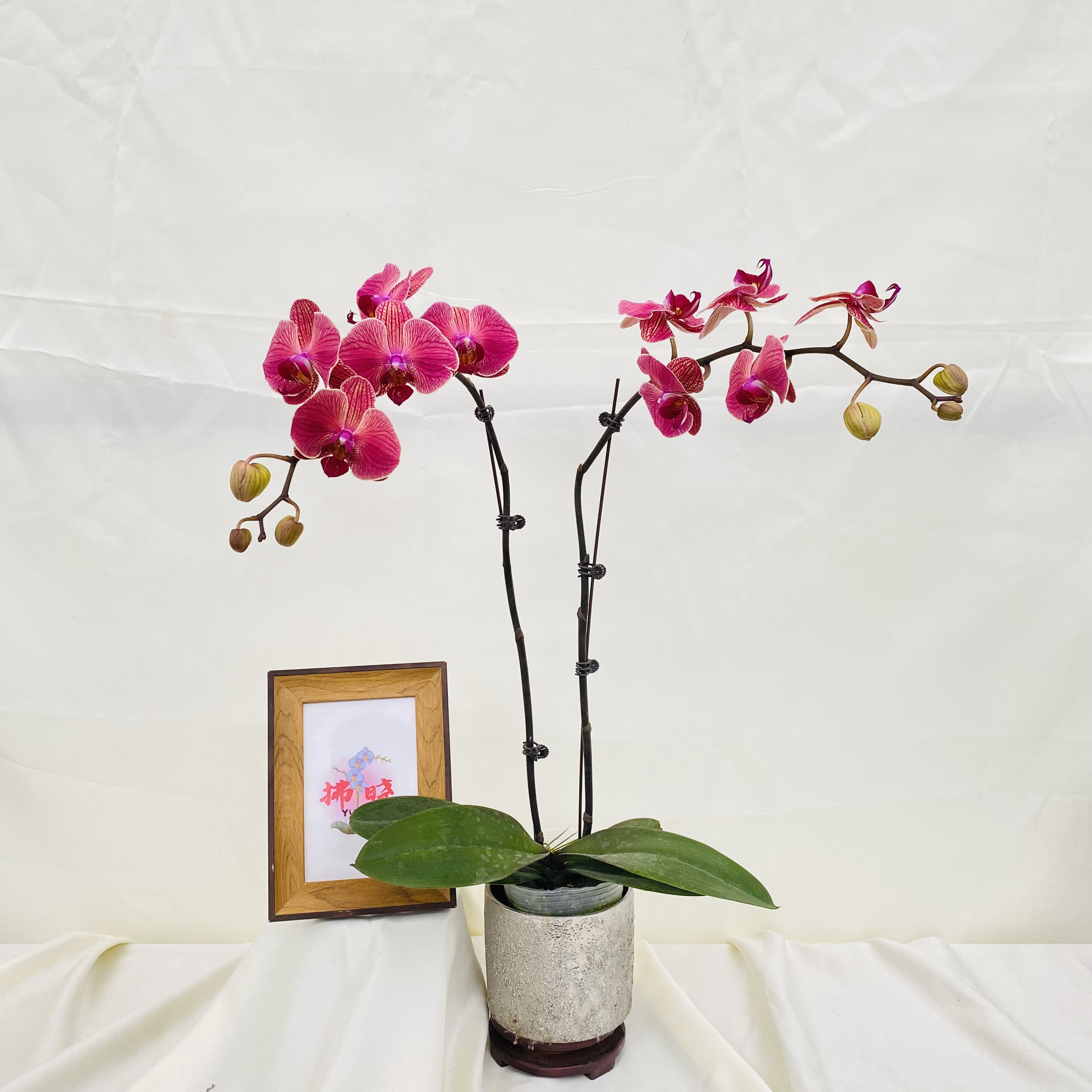 拂晓蝴蝶兰（聚宝柑橘双剑带花带花苞）开花珠发货