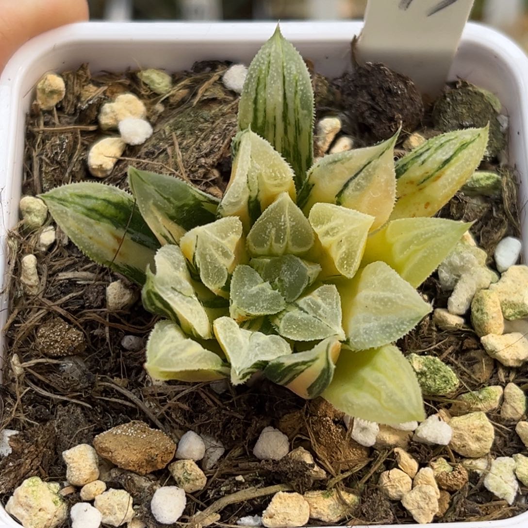 73爱心寿锦（根一般介意勿拍）福利专场