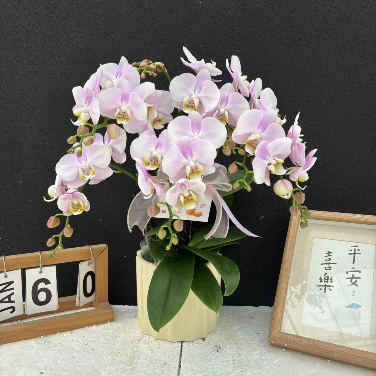 甄选（天使）蝴蝶兰花卉鲜花高雅轻奢唯美高级盆栽观花美观
