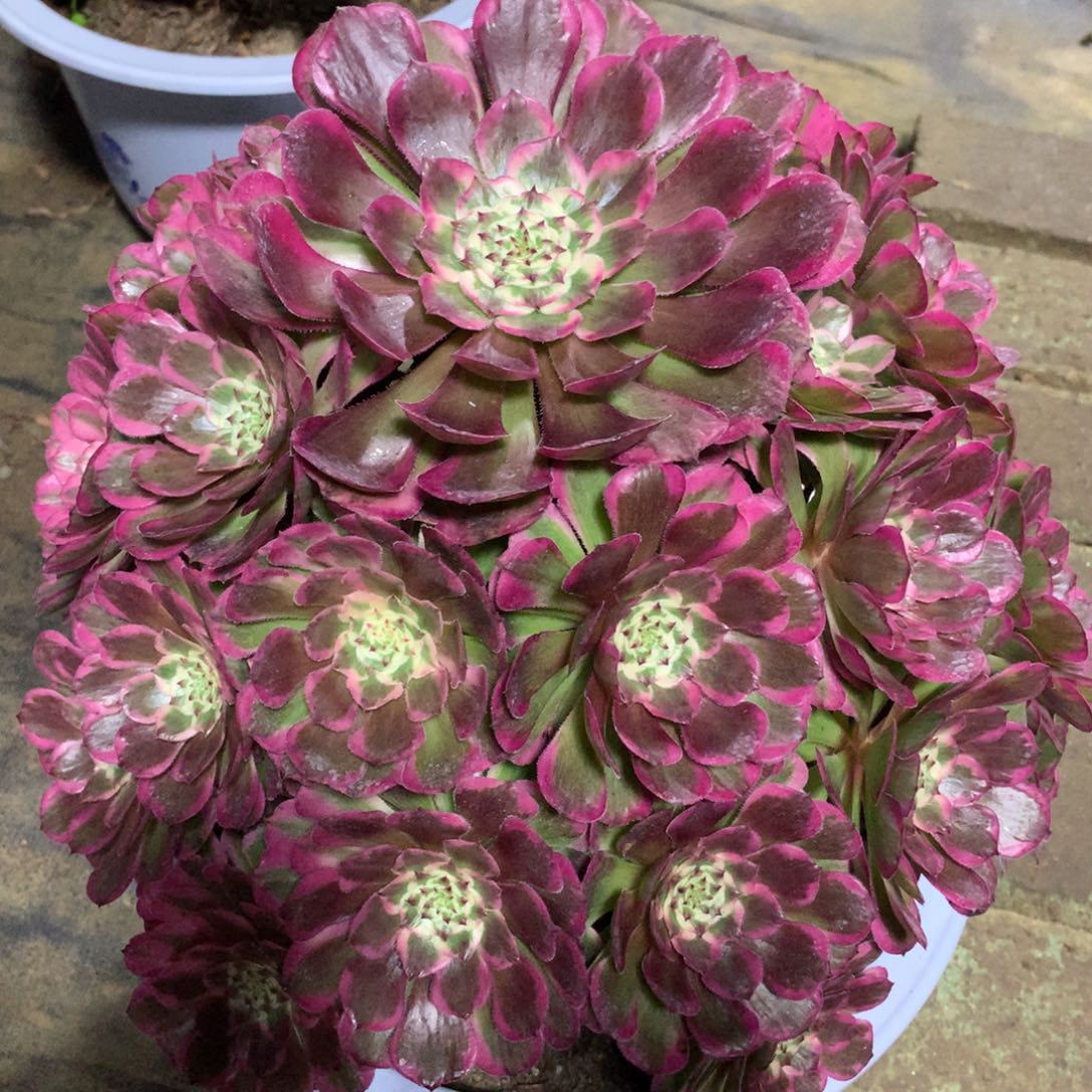 霁月捧花，多肉植物