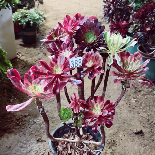 388嫁接老桩法师