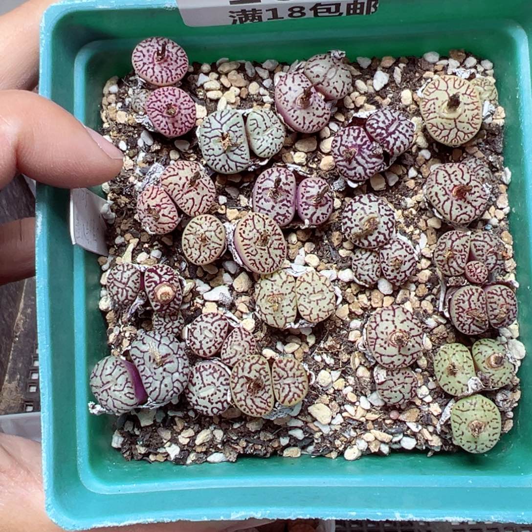 【闪购商品】1680……