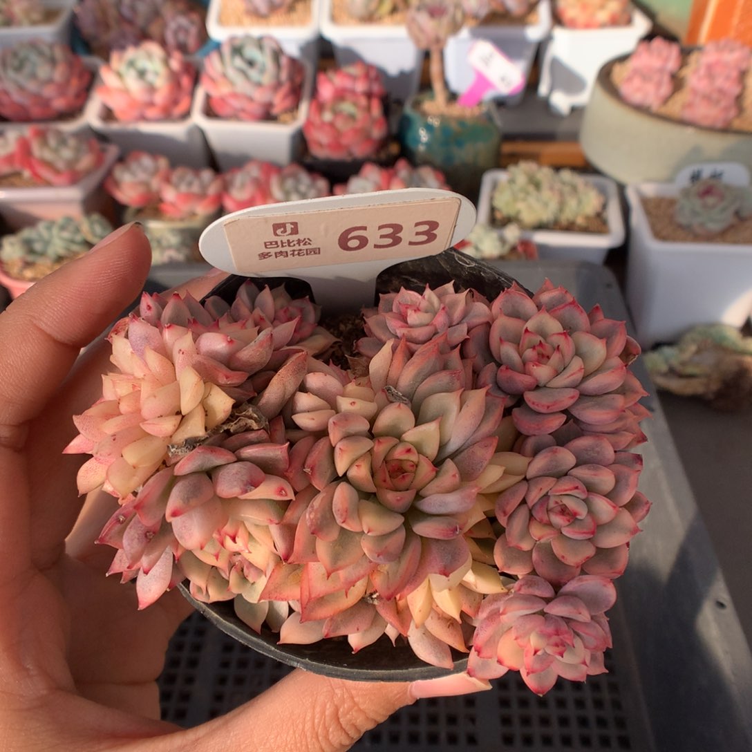 633女雏锦多肉植物