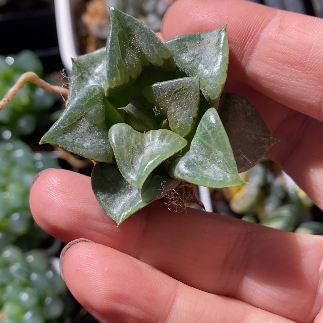 钰***3042 一颗新粉福利