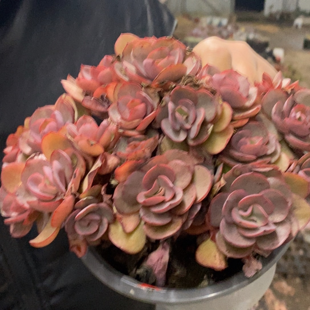玫瑰秀妍大盆整桩