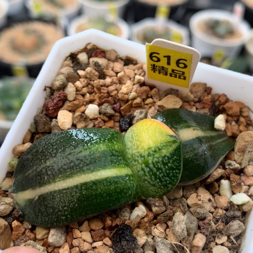 【闪购商品】 616蜗牛