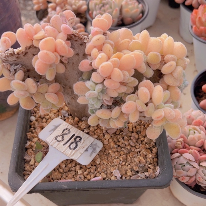 健健康康平平安安