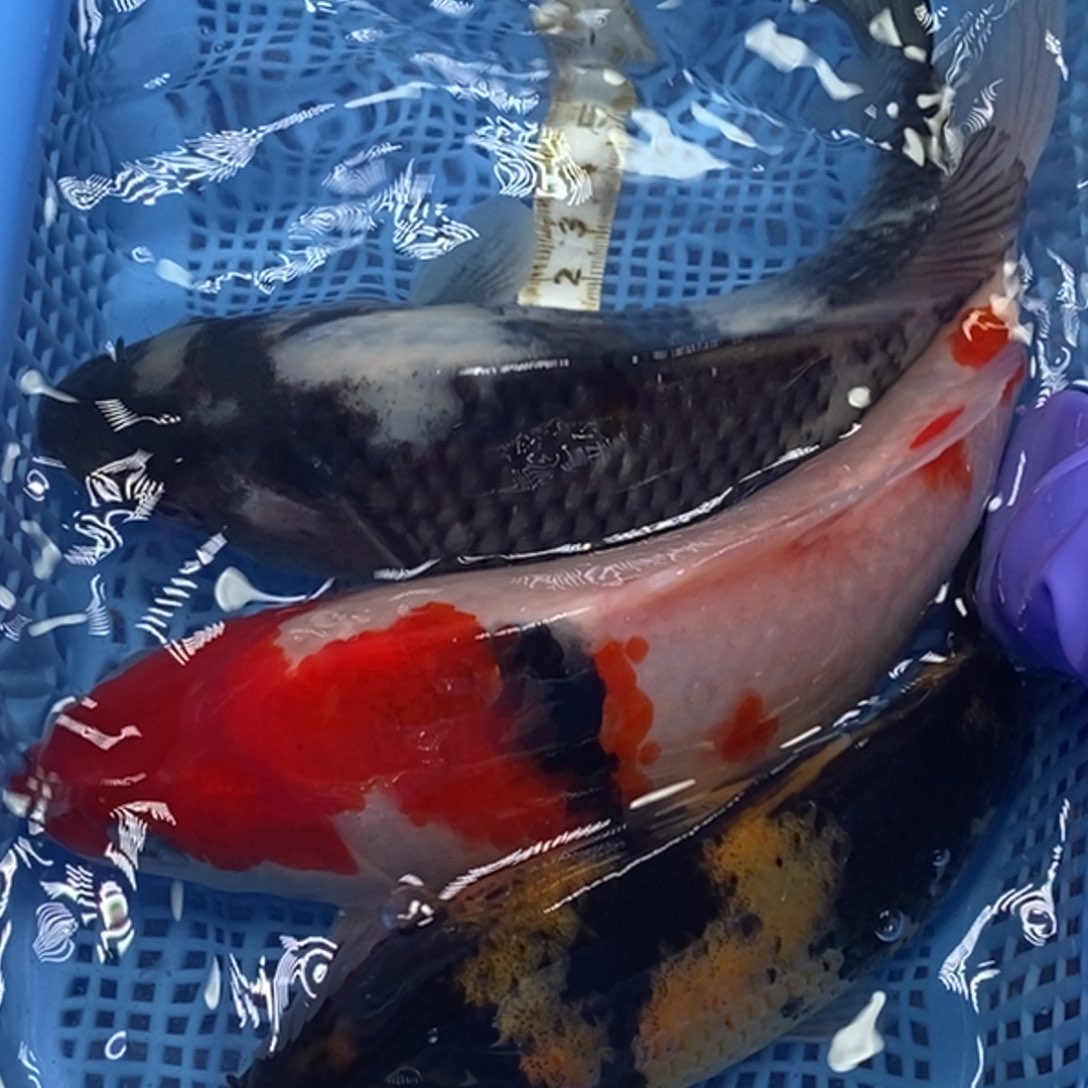 锦鲤冷水锦鲤包邮