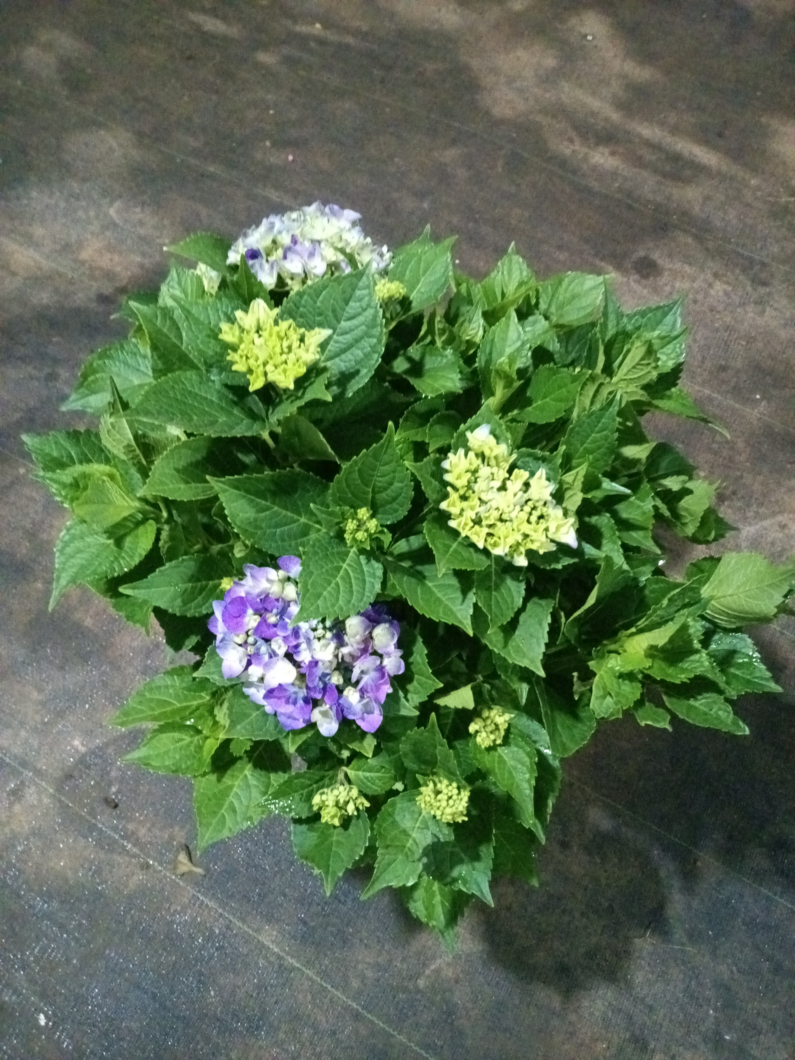 沉香绣球带盆带土四季开花大花绣球花苗盆栽室内外好养