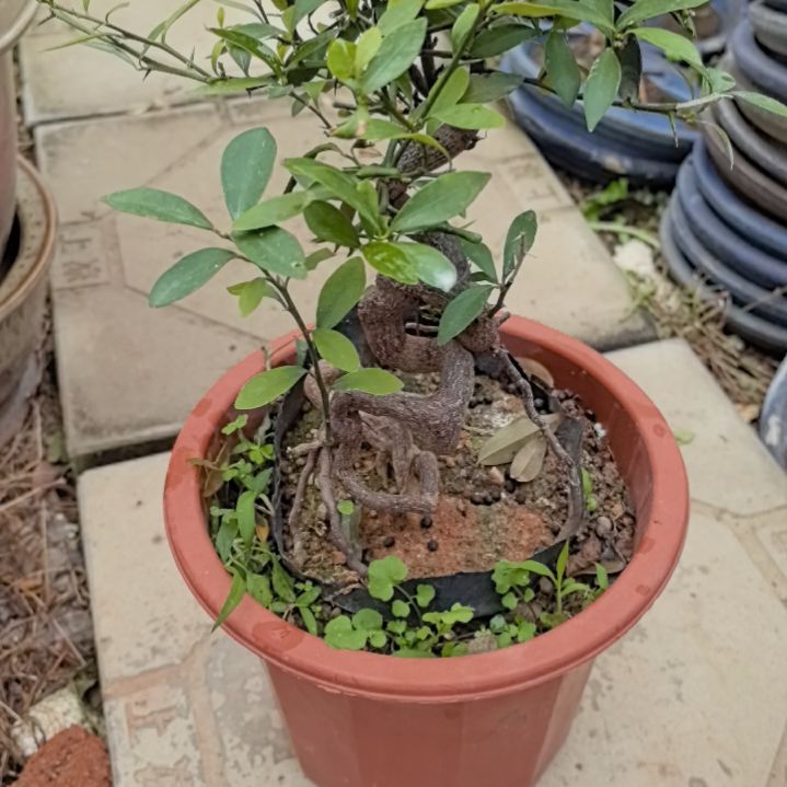 红陶用****7金豆一个带盆包邮