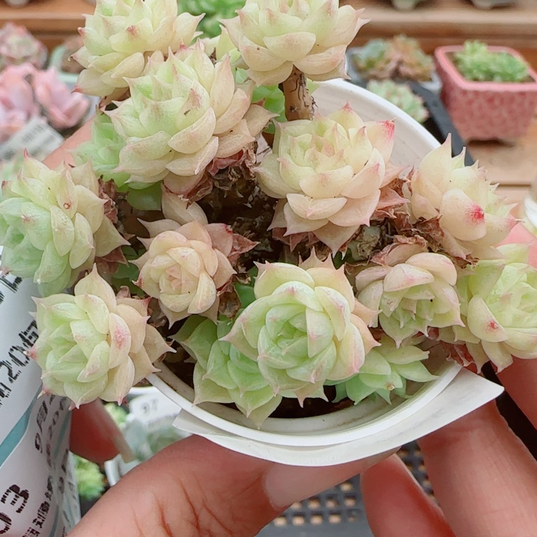 花语逸镜0925-98散