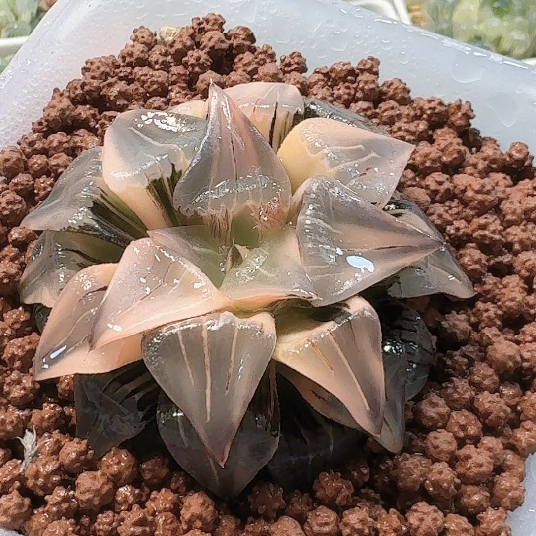 无花朵十二卷红纹寿锦