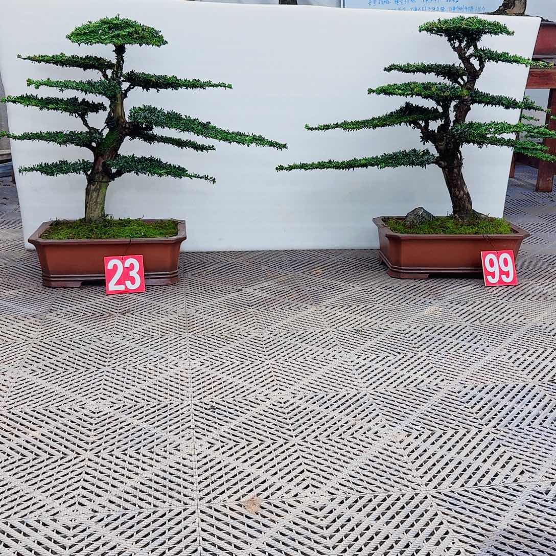 育***哥无花朵罗汉松一物一拍8888