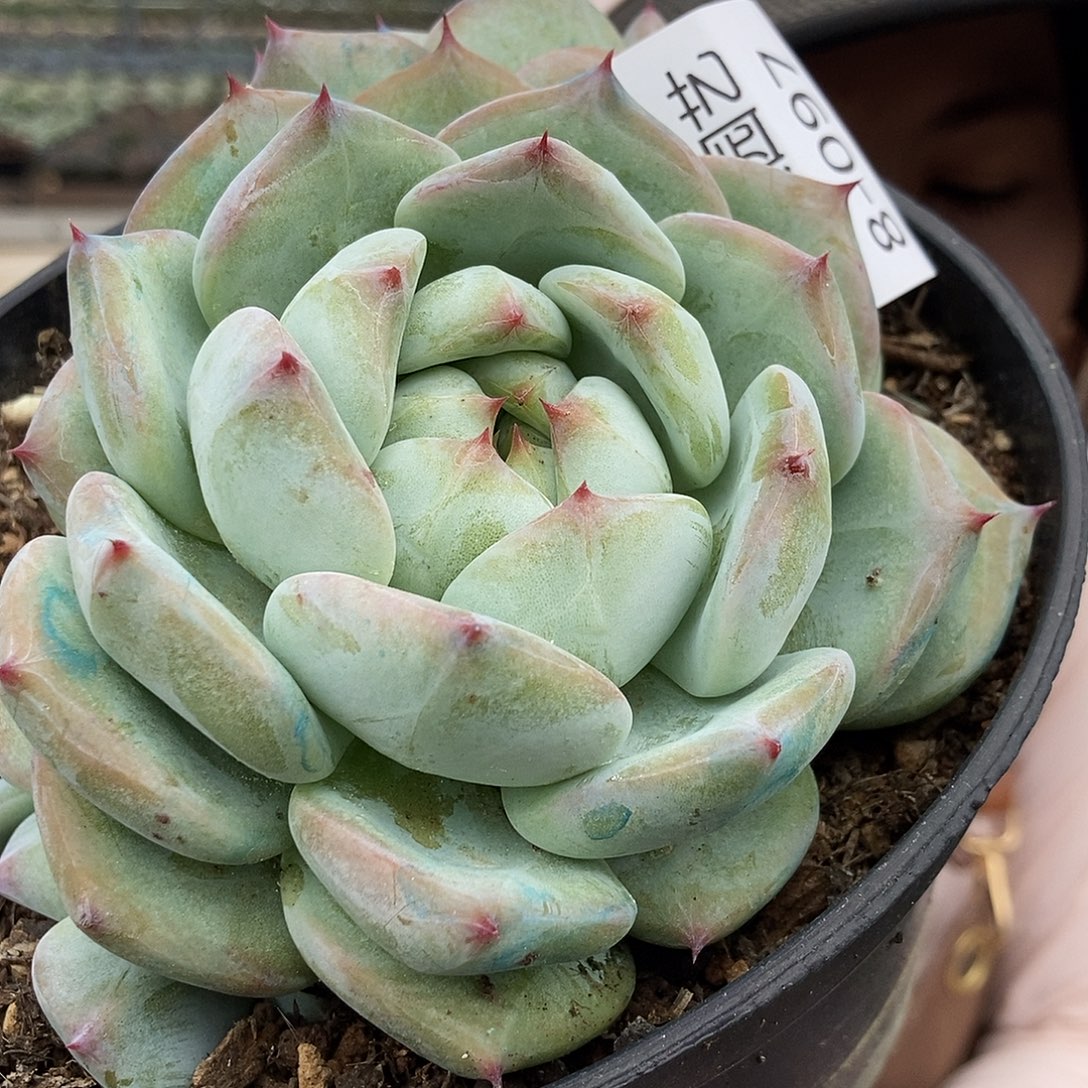 8-97 一物一拍直播间为准寄养