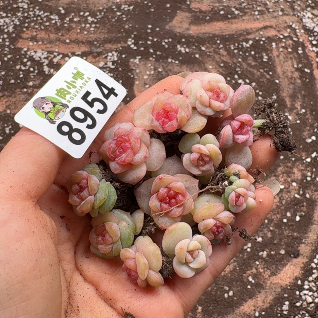 多肉植物多肉植物