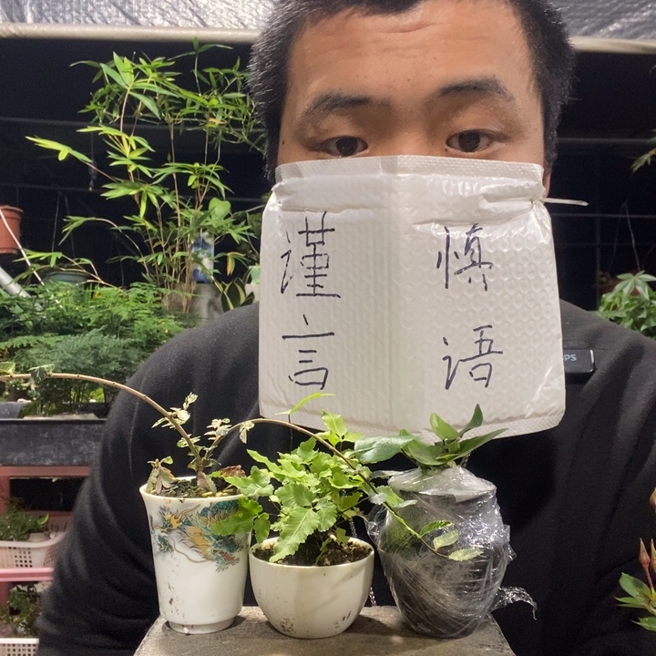 以实际为准盆景绿植盆栽2