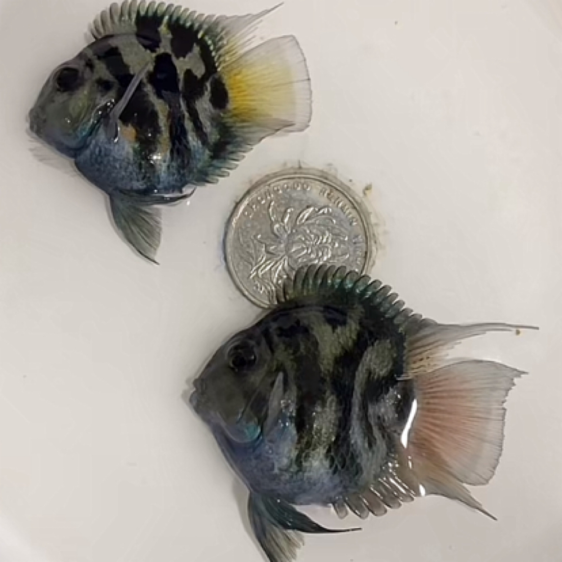 短身桃心迷你鹦鹉鱼（收到货必须拍完整开箱视频，不然不包损）