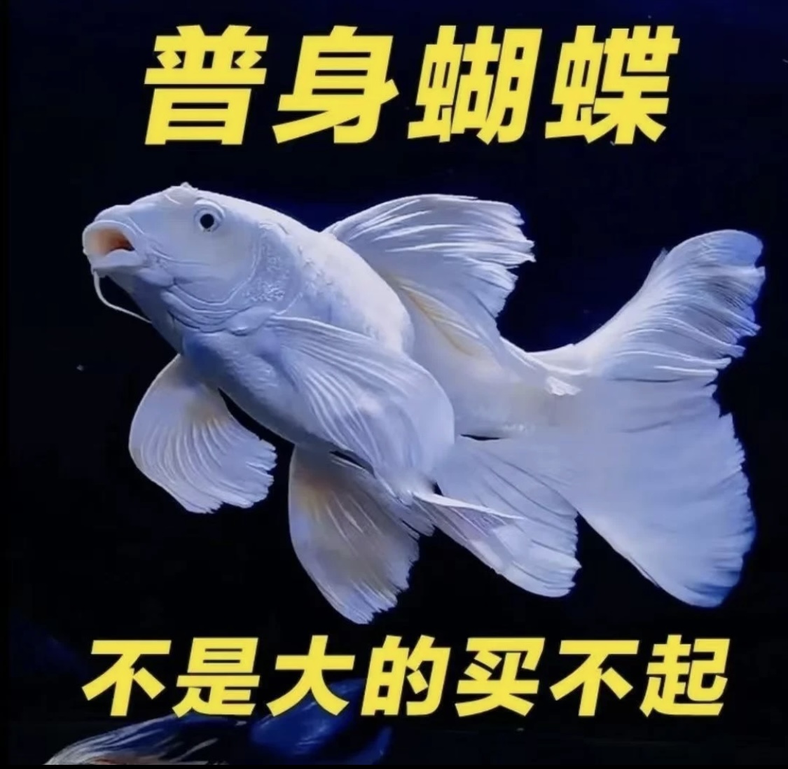 纯种蝴蝶鲤鱼精品贵妃体白普身观赏鱼混养养鱼活体发货养殖耐活