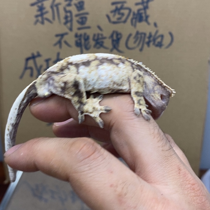 睫角守宫12.1十五