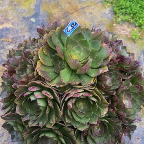 万拉丝多肉植物一物一拍54多肉