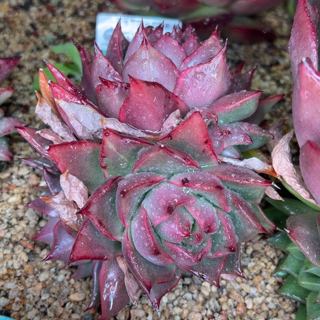 从前慢多肉精选超好0116.187