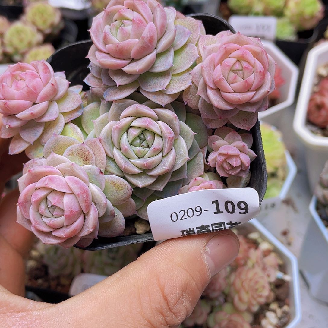 00000000000109量拍