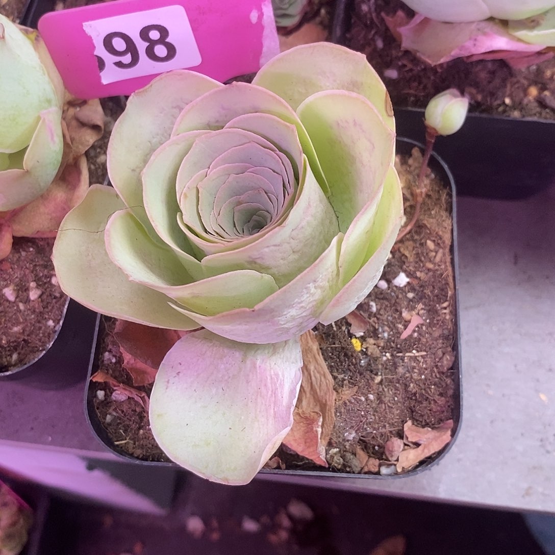 蓝***月yjj98一物一拍玫瑰