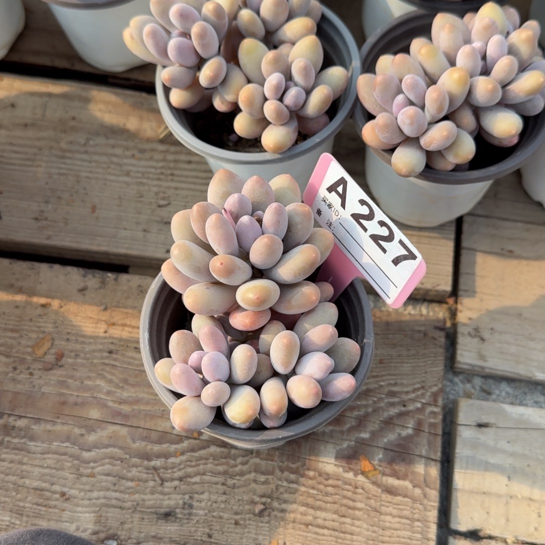 海里美人五十包邮