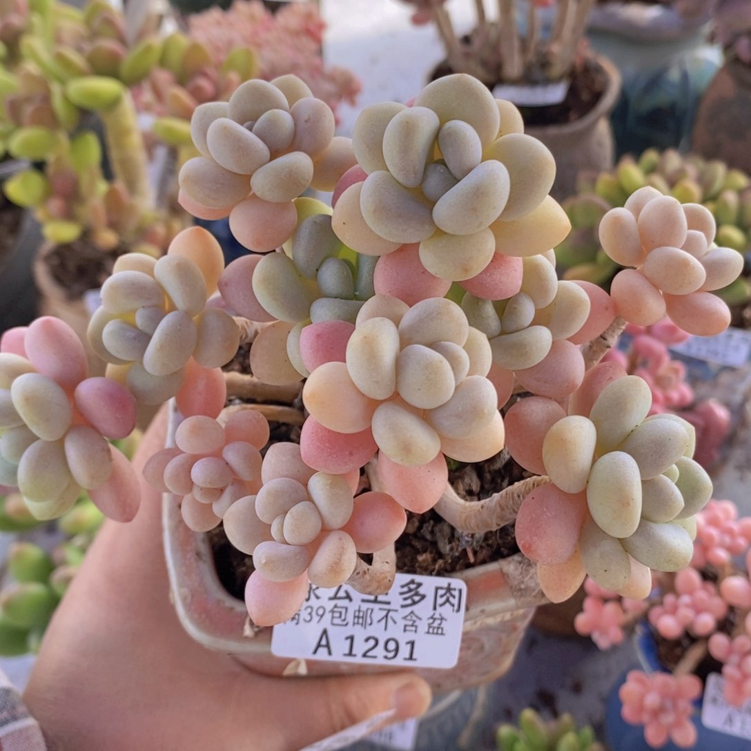 白奶糖老桩12cm1291多肉植物