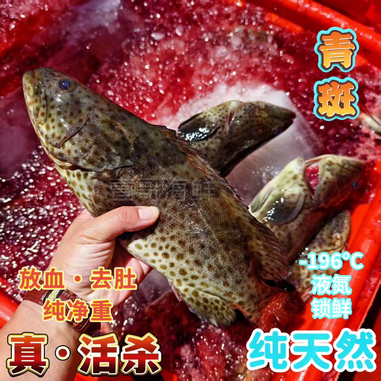 海南深海鲜活锁鲜青斑-非养殖-新鲜捕捞急冻海鲜水产海捕石斑