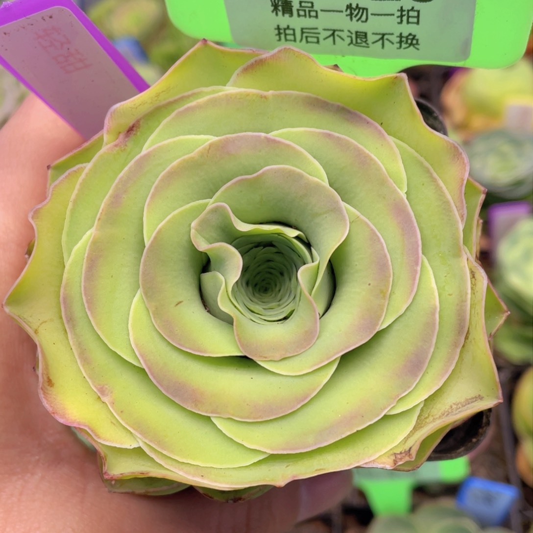 轻甜多肉J025一物一拍