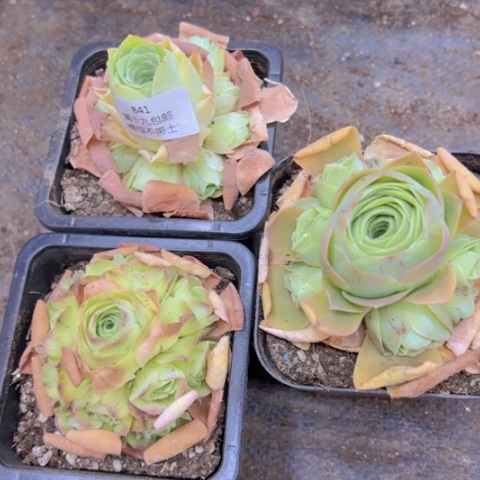 841 裸根不带土发货福利