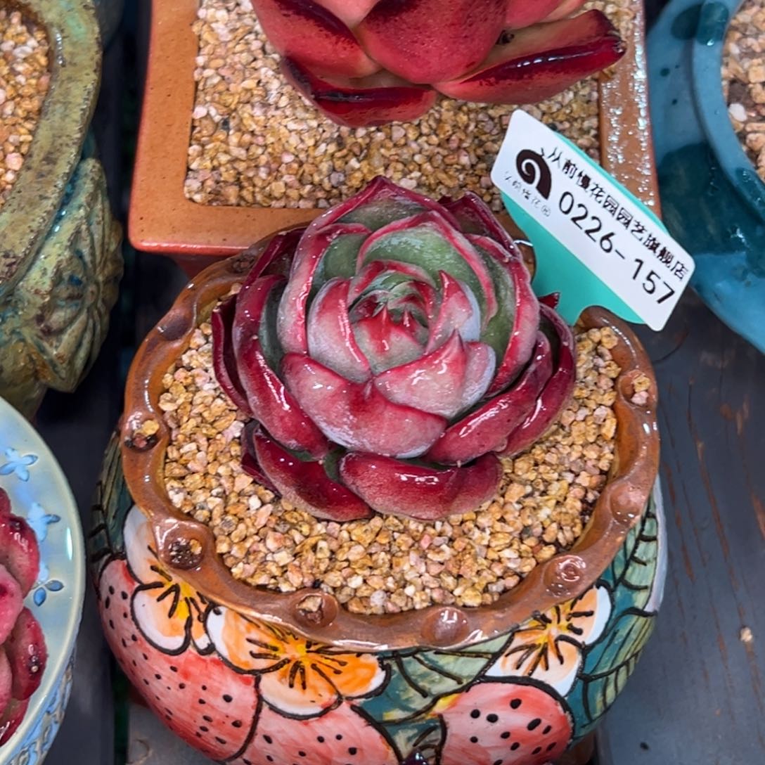 多肉一物一拍0226/157