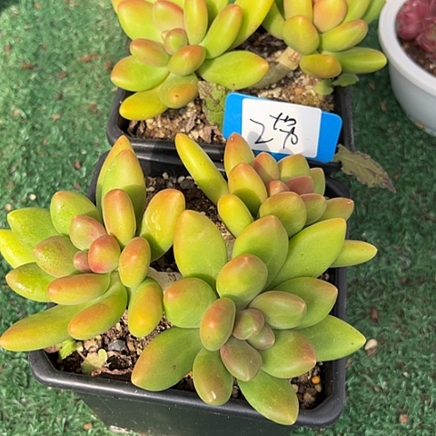 夜***空2南果奶2个脱土多肉