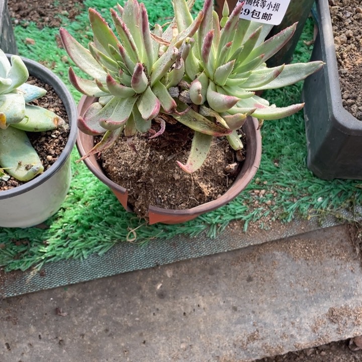 27号伊静思多肉植物