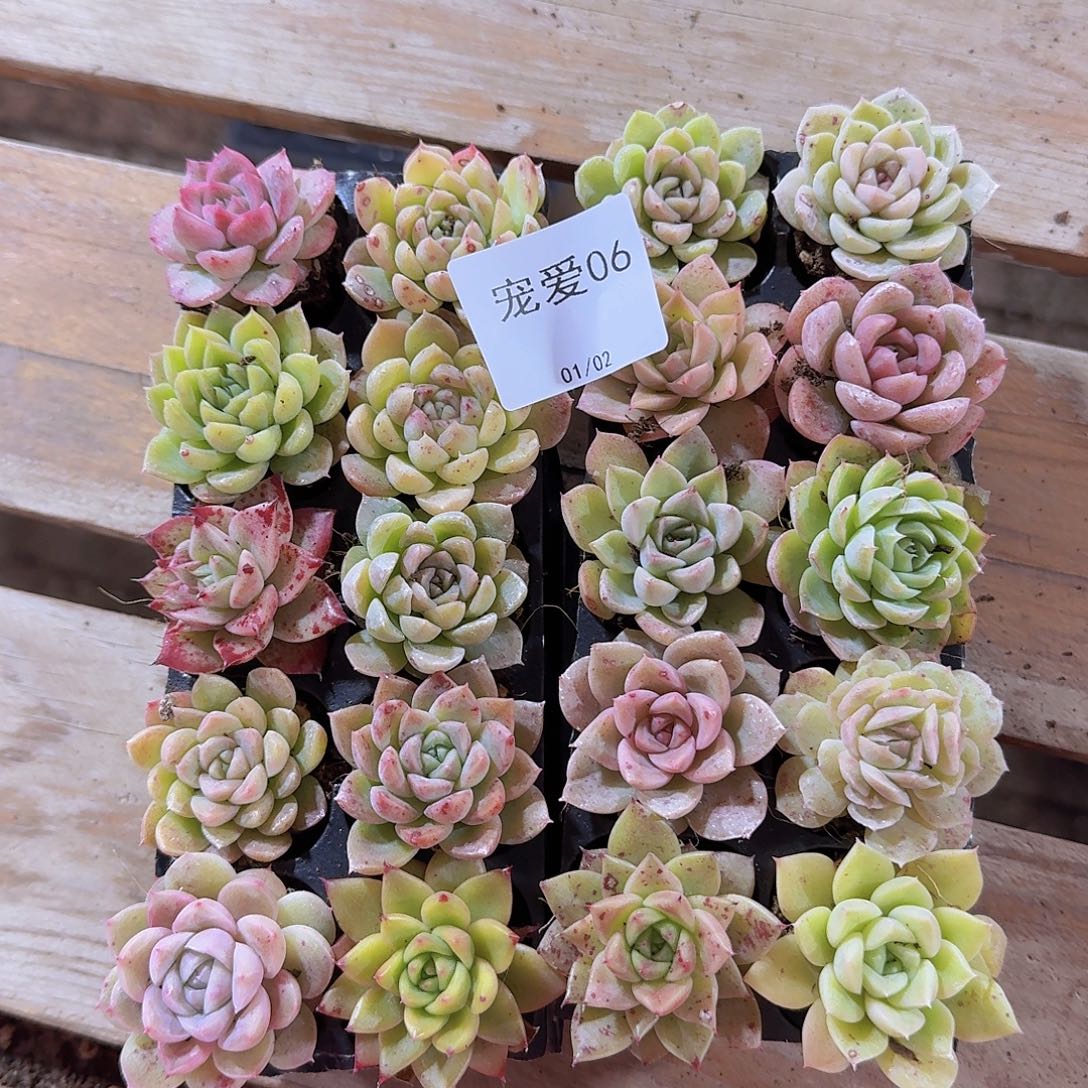 直播福利一物一拍06