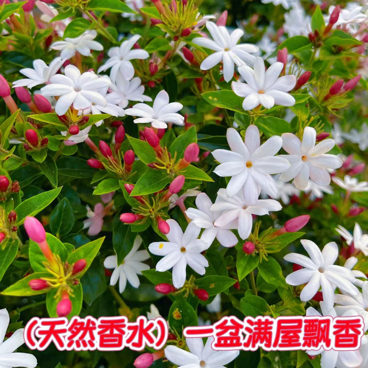 花香粉苞茉莉(越南)尖粉苞茉莉茉莉多年生木本植物庭院阳台好养