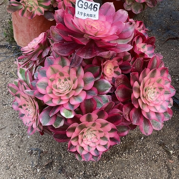 多肉植物倾城946多肉