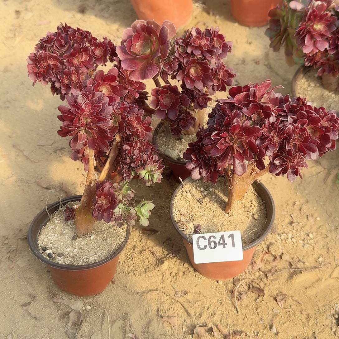 641火玫瑰有伤共4颗