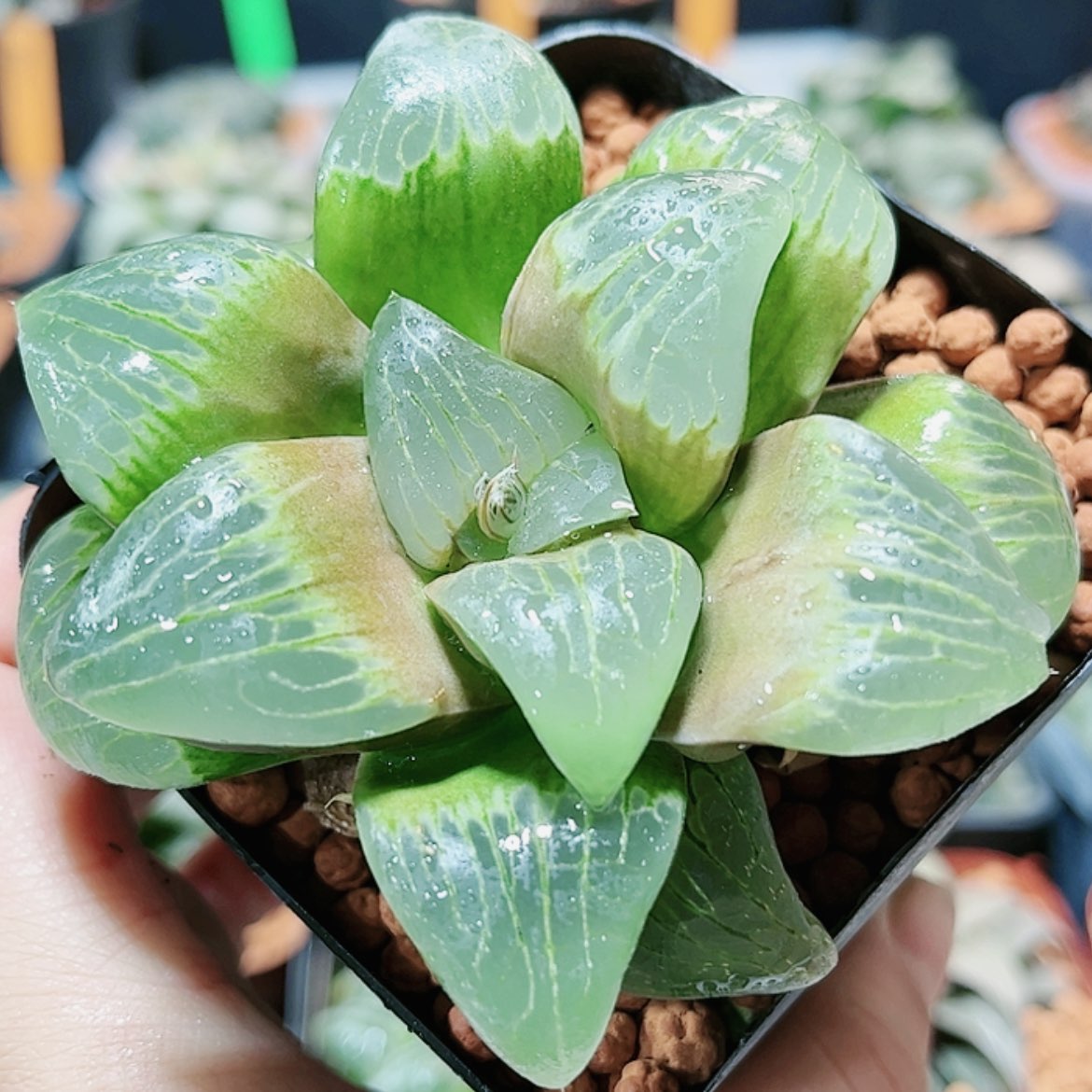 【闪购商品】月神1