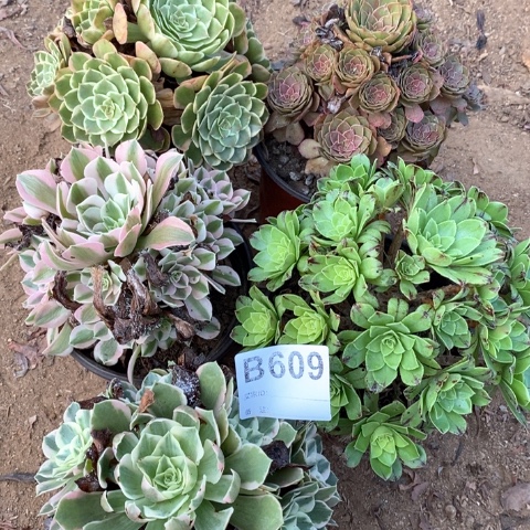 609五颗法师多肉植物