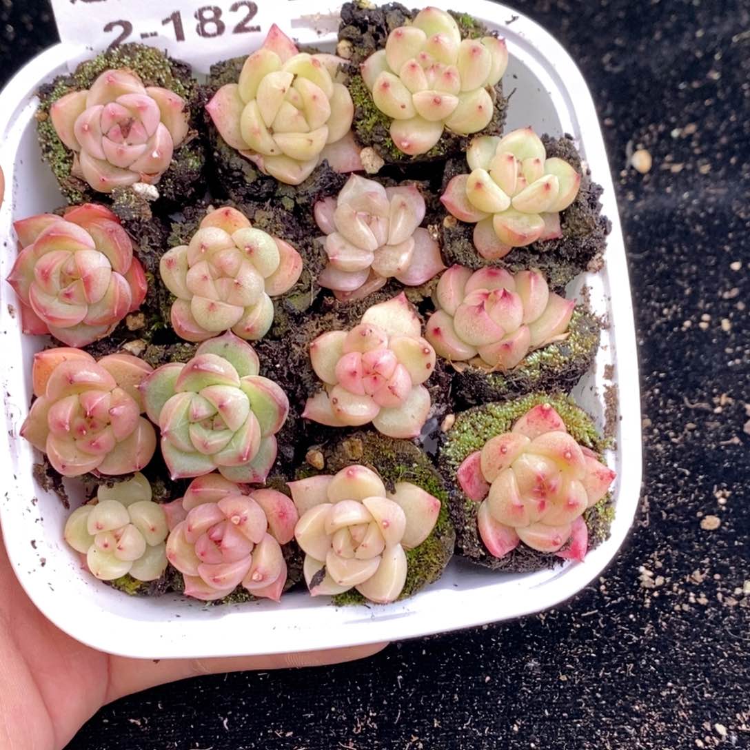 2-182 新疆西藏内蒙不发其他一单包邮两到三公分多肉